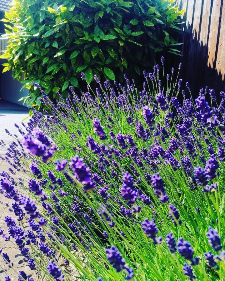 Ferienwohnung Lavanda Руст Экстерьер фото